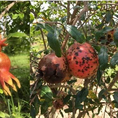 thumbnail for publication: Diseases of Pomegranate (Punica granatum) in Florida